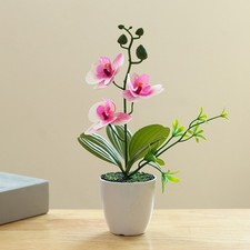 Plante d'orchidée
