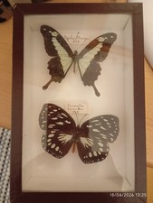 JOLIS PAPILLONS DANS UN CADRE