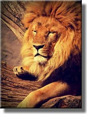 Lion Resting Picture on