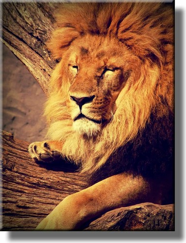 Lion resting picture - picture, on