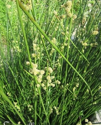 Jonc odorant juncus - jonc,  -