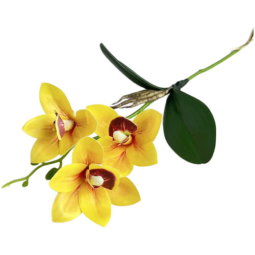 Cymbidium orchid e - cymbidium, orchid��e