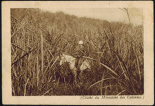 Chromo-Indochine.Jungle-Ministere des Colonies-Chicorée Arlatte(Cambrai)-Db.34