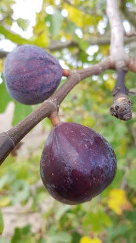 Ficus carica noire de - carica, 'noire