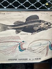 Affiche  1900 Anatomie de La Perche Poisson Par Emile Deyrolle Attach Ecole