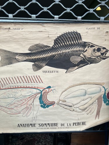 Affiche 1900 anatomie la - anatomie,