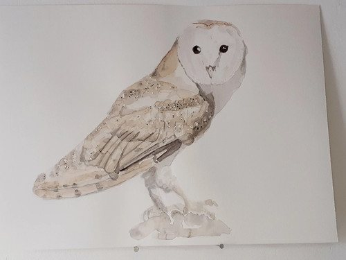 Effraie des clochers aquarelle - effraie,