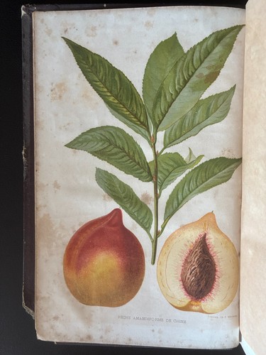 Revue horticole 1861 jardinage - horticole,