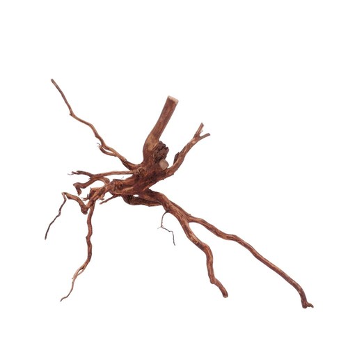 Aquarium racine spider red - aquarium,