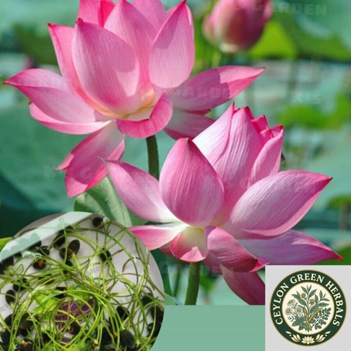 Graines lotus eau - lotus, d'eau