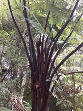 Cyathea medullaris | Black