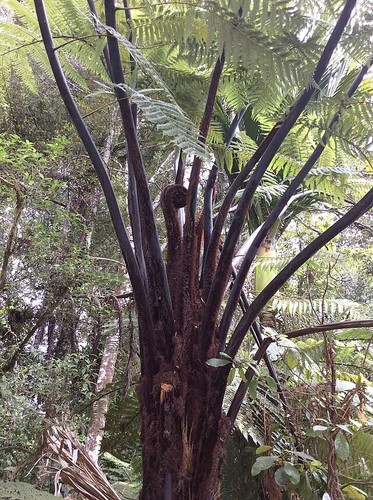 Cyathea medullaris black - medullaris,