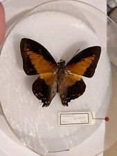 Taxidermie - Papillon