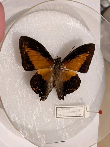 Taxidermie papillon - taxidermie,