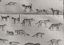 REGNE ANIMAL Achille COMTE  (