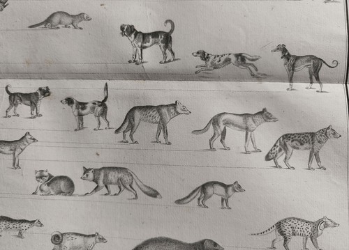 Regne animal achille - animal,
