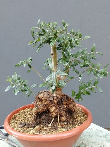 Bonsaï olivastre 16 cm - x,
