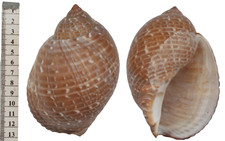 Coquillage de collection TONNA CEPA (130 mm), superbe