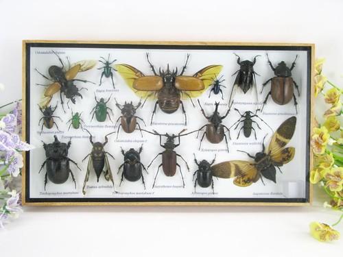 Pièce unique véritables - unique,,