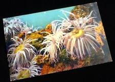 Carte postale ancienne  Aquarium de Monaco N°9 Anemonia Sulcata