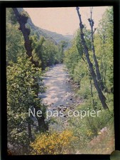 AUTOCHROME vers 1910 rivière dans la forêt plaques de verre 11,9 x 8,9 cm