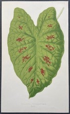 Botanique Caladium verschaffelti Gravure couleur de 1868 par Lowe et Howard