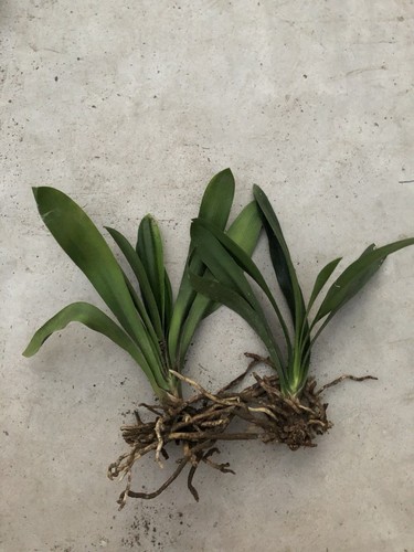 Clivia miniata bush - 2, lily