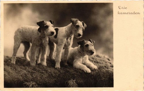 Cpa fox terrier dogs - cpa, ak