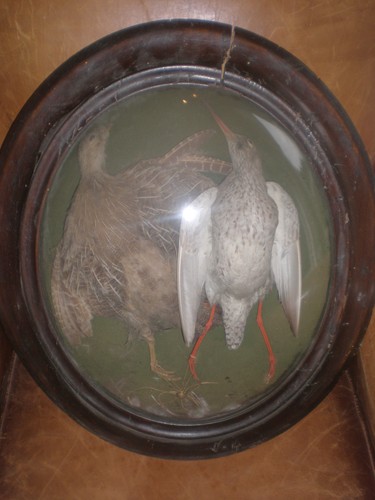 Paire oiseau taxidermie - paire, d