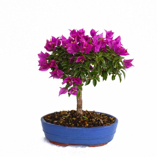 Bonsaï bougainvillier - bonsaï,
