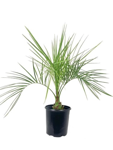 Pindo palm live plant a - -, in