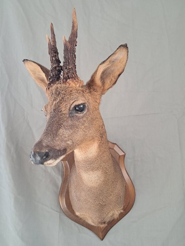 Taxidermie chevreuil avec - chevreuil,