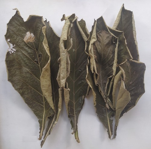 Teak dried herb - teak,
