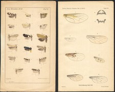 1905 Deux Lithographies