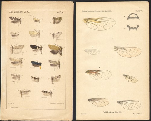 1905 deux lithographies - deux,