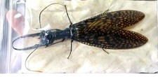 CORYDALIDAE - Acanthacorydalis fruhstorferi - CHINA - Giant Dobson Fly A1 155mm!
