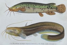 Zoologie Malaptérure