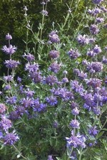 Salvia Clevandii (20 Seeds/ Graines) 
