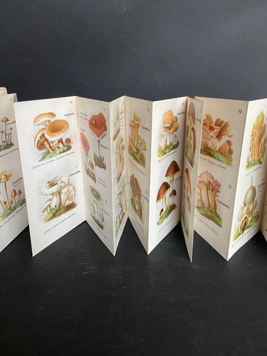 Petit atlas champignons ancien - atlas,