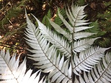 Silver Fern - 500 spores -