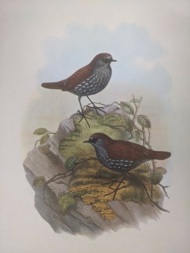 1969 oiseau imprimé gould - 1969,