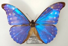 Morpho rhetenor augustinae
