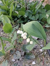 Convallaria majalis 'Rosea'