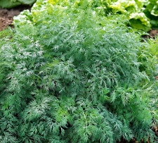 Graines d' Aneth Monarch