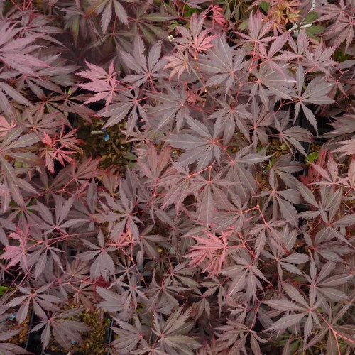 Acer palmatum burgundy lace - palmatum, 'burgundy