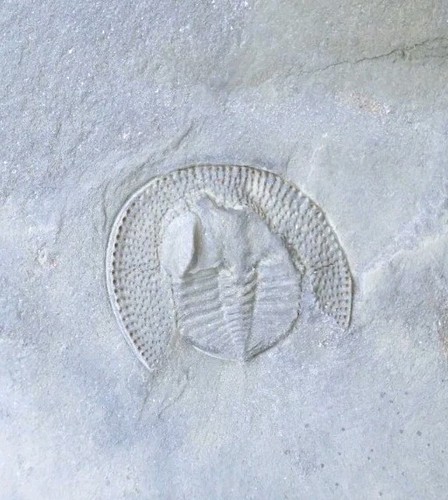 Declivolithus trilobite fossil - declivolithus,