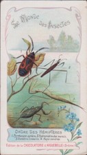 CHROMO ANCIEN EDITION CHOCOLAT AIGUEBELLE/LE MONDE DES INSECTES/HEMIPTERES