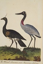 Ornithologie gravure ancienne