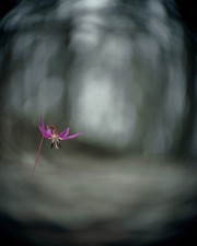 Cooke Ciné Petzval 75mm