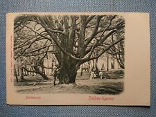 Ancienne Carte Postale AK Herthabuche Stubben Kammer Stengel & Co. Dresde
